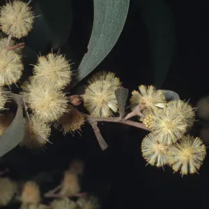 Acacia melanoxylon