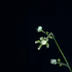 Adenocaulon bicolor