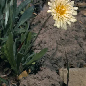 Agoseris heterophylla