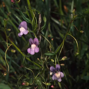 Antirrhinum kelloggii, in burn