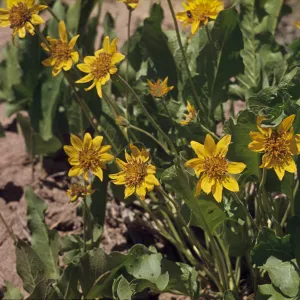 Balsamorhiza deltoidea
