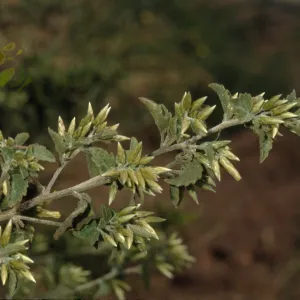 Brickellia californica