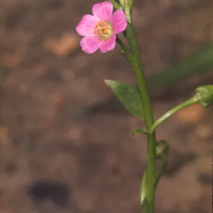 Calandrinia breweri, in burn