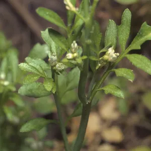 Cardamine oligosperma