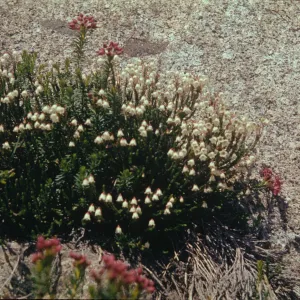 Cassiope mertensiana