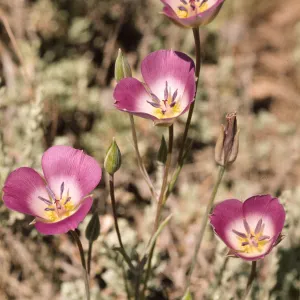 Calochortus splendens 