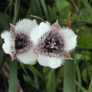 Calochortus tolmiei