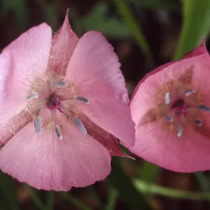 Calochortus uniflorus 