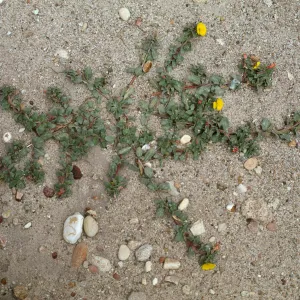 Camissonia cheiranthifolia 