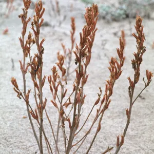 Camissonia guadalupensis 