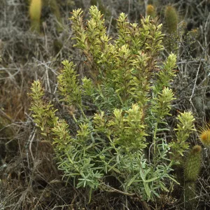 Castilleja grisea 