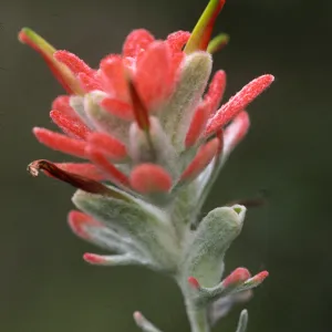 Castilleja holoeuca 