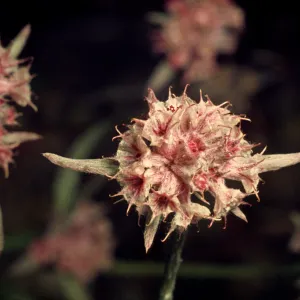Chorizanthe membranacea