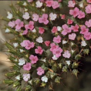 Chorizanthe palmeri