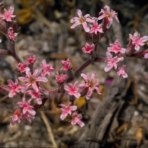 Chorizanthe xanti