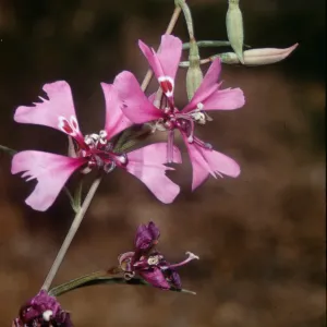 Clarkia xantiana