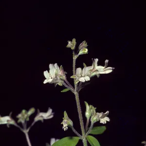 Collinsia bartsiifolia