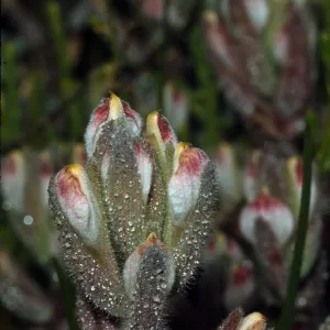 Cordylanthus maritimus