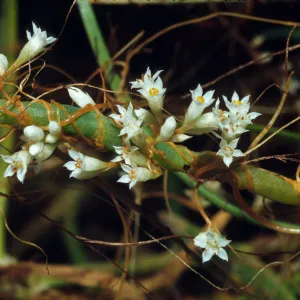 Cuscuta salina, parasitic on Salicornia