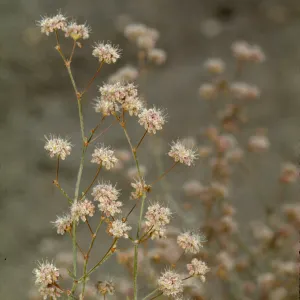 Eriogonum angulosum