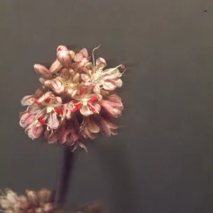 Eriogonum elongatum