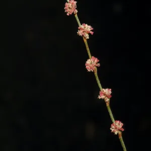 Eriogonum virgatum