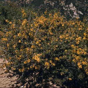 Fremontodendron californicum