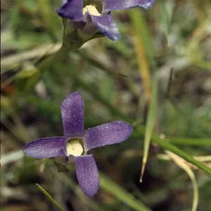 Gentiana simplex