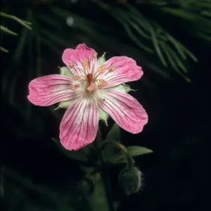 Geranium californicum