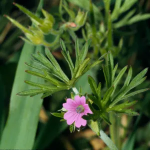 Geranium dissectum