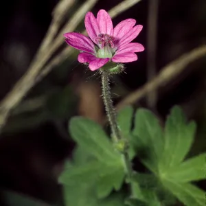 Geranium molle