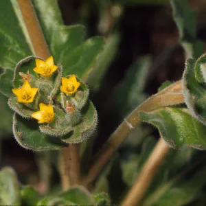 Mentzelia micrantha