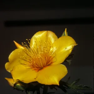 Mentzelia lindleyi