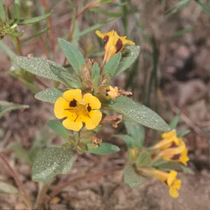 Mimulus densus