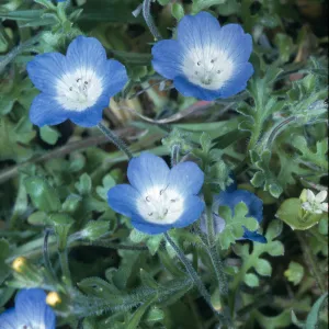 Nemophila menziesii