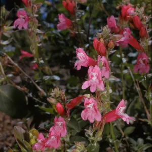 Penstemon newberryi