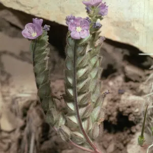 Phacelia ciliata