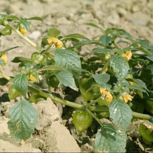 Physalis ixocarpa
