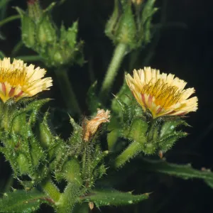 Picris echioides