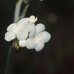 Plagiobothrys nothofulvus