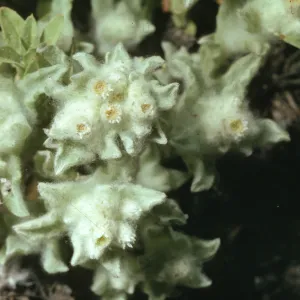 Psilocarphus brevissimus
