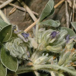 Psoralea californica