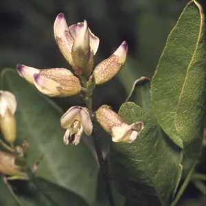 Psoralea physodes
