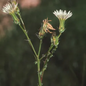 Rafinesquia californica