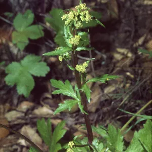 Sanicula crassicaulis