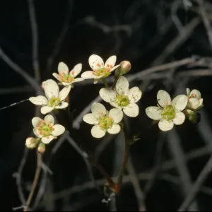Saxifraga californica