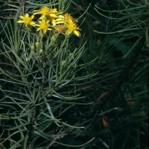 Senecio blochmaniae