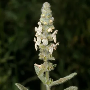 Stachys albens