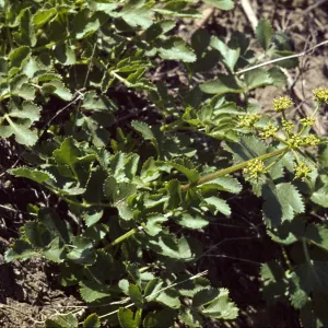 Tauschia arguta