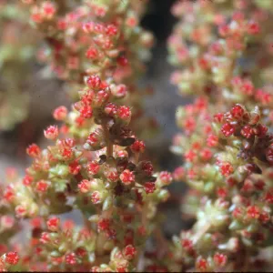 Tillaea erecta ssp. eremica
